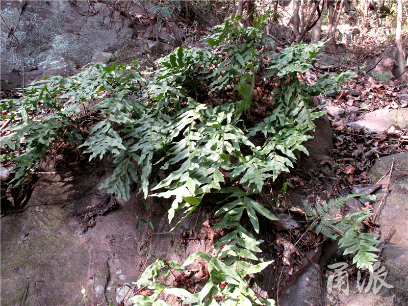 8——生长在岩石上的蕨类植物:槲蕨,其粗壮的根茎是中药"骨碎补".jpg