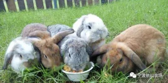 依山农场家门口的萌宠动物园惊喜来袭邀你开启神奇动物之旅