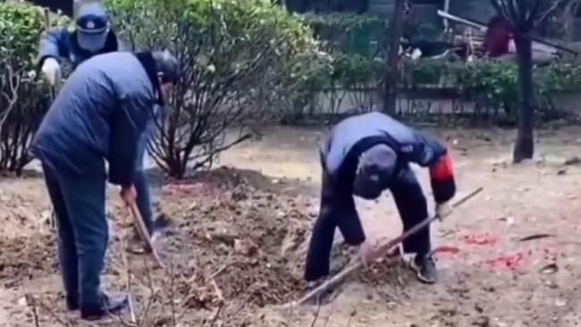 江苏一女子树上上吊自杀 知情人:小区业主要求物业把树砍了