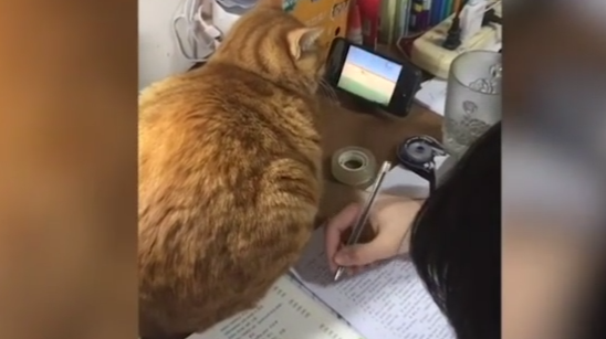 橘猫看动画片陪小主人写作业你好好学习我玩会儿手机