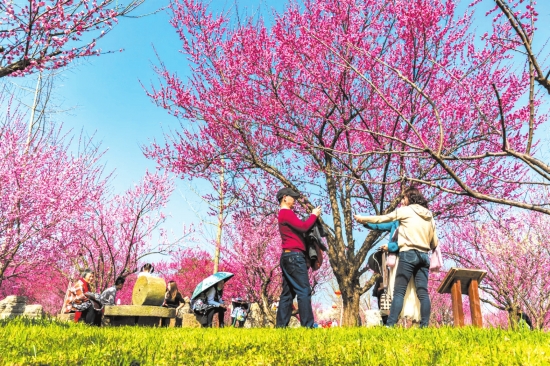 市民在恒荣梅园游玩.