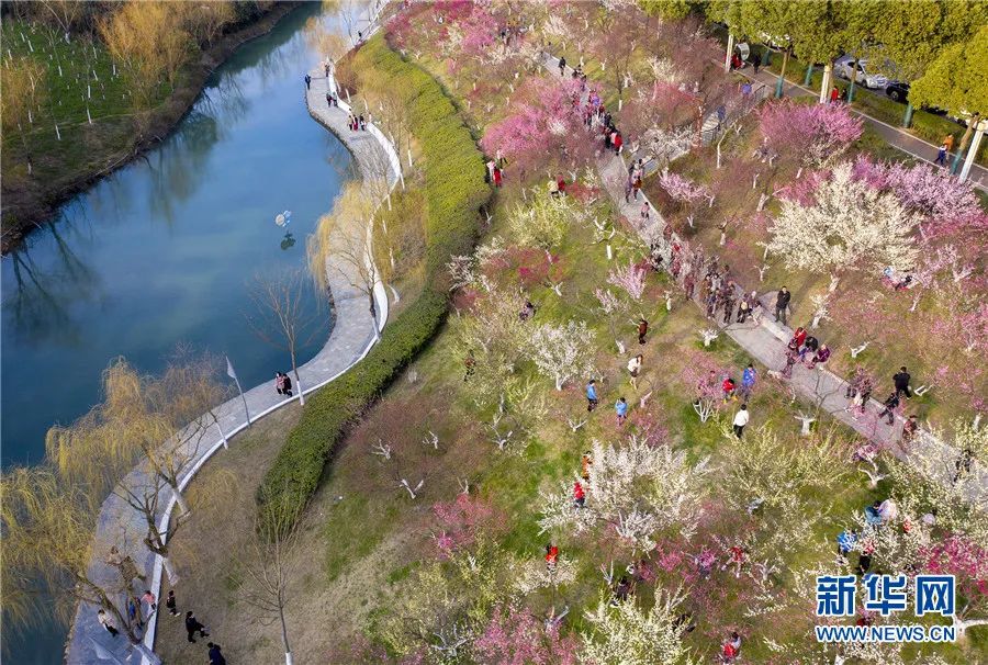 日前,在合肥市匡河公园里,红梅,白梅,绿梅等各色梅花争艳绽放,吸引了