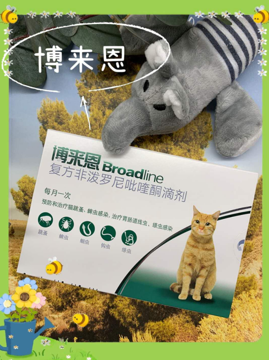 大宠爱 博来恩 猫咪驱虫药你选对了吗