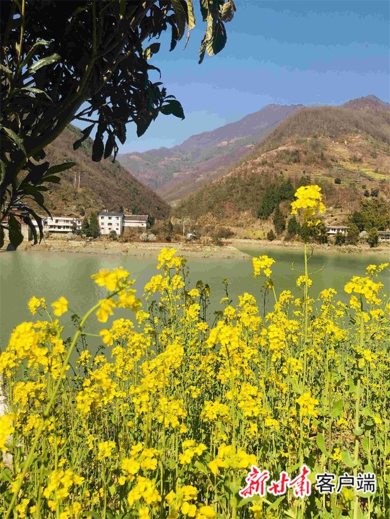 2月,陇南市文县碧口镇的油菜花正在盛开.