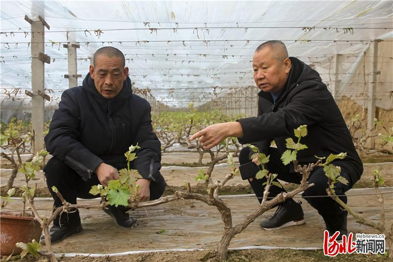 张东河(右)到大激店村农民专业果蔬合作社向种植户