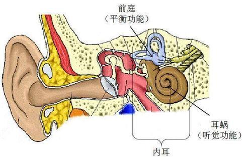 保定民众耳鼻喉医院提醒老是头晕你可能得了前庭神经炎