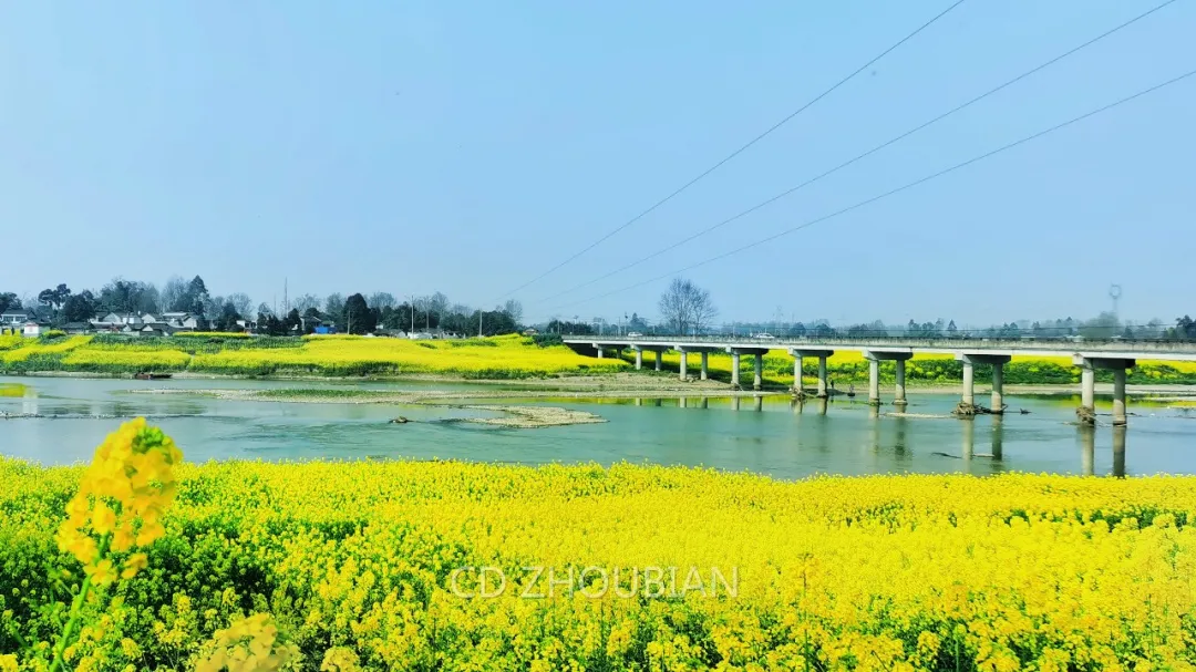 5h车程外的金堂玉亭村,油菜花也正开放,还免费哦 02 邛崃 两