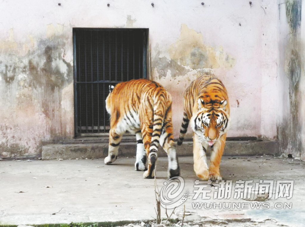 芜湖赭山动物园老虎怎么了工作人员生病老虎正在治疗