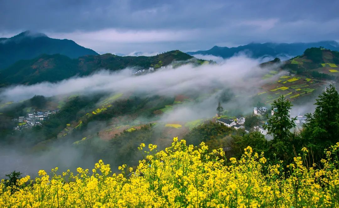 成为了歙县春风十里,最耀眼靓丽的一抹风景