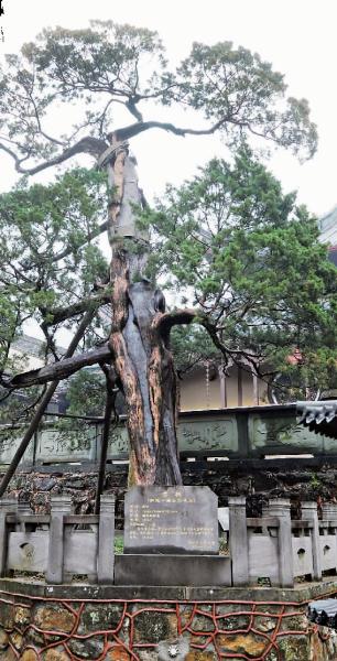 天童寺1260岁唐柏生了一场病几近枯死经救治后复荣