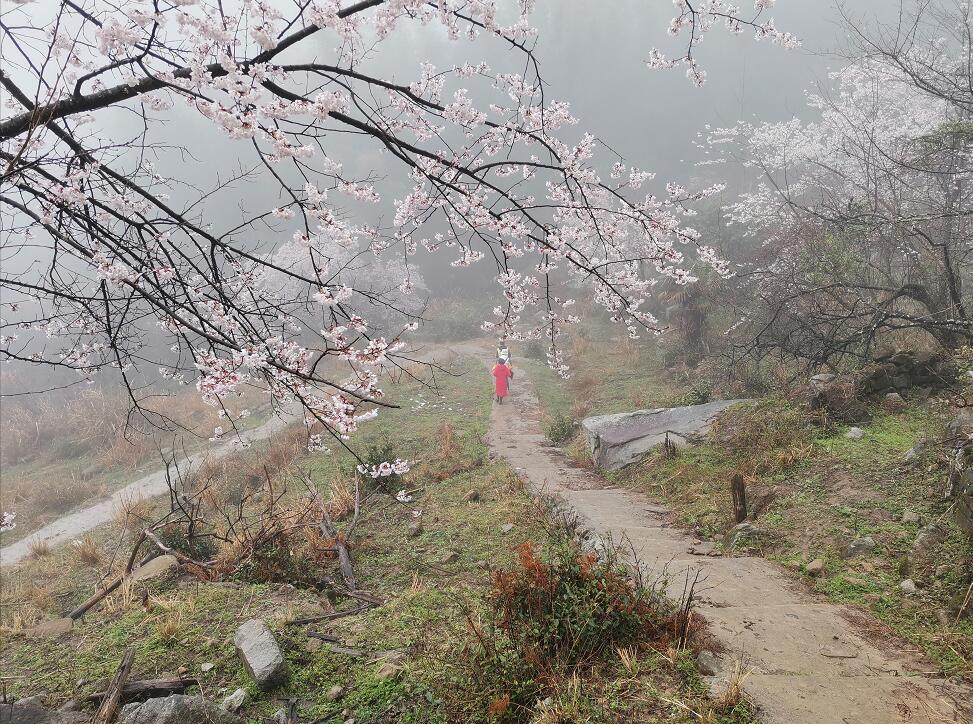 九江武宁县:十里野樱醉游人(图)