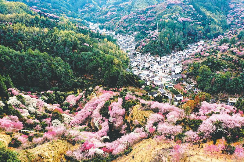 歙县卖花渔村漫山梅花盛开 .记者 潘成 摄