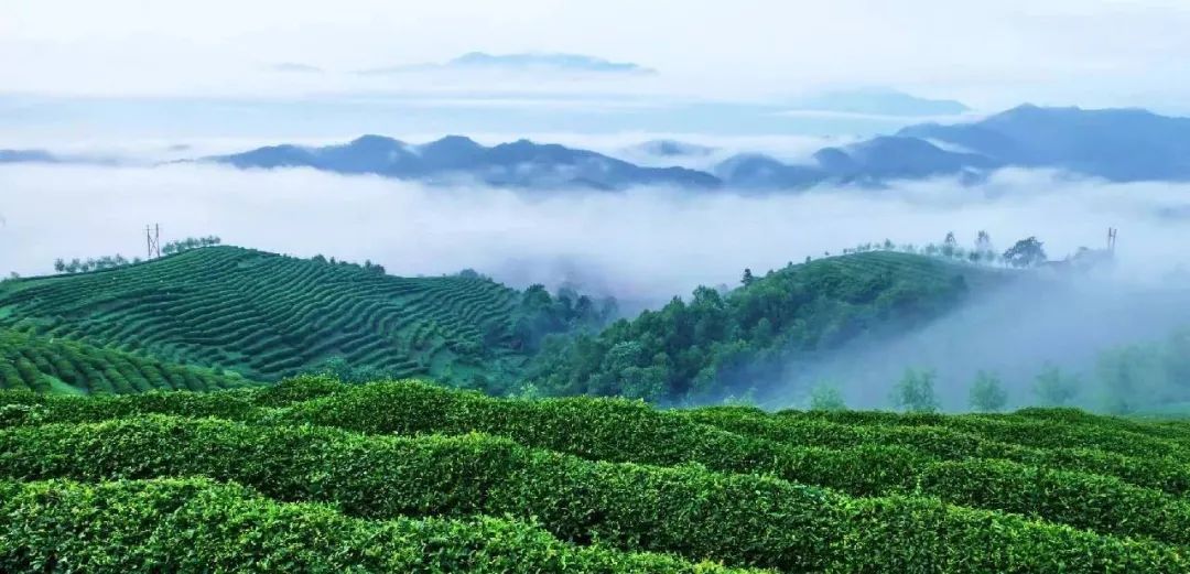 秦巴画卷·灵秀茶乡┃ 中国最美油菜花海·汉中西乡半程马拉松今日