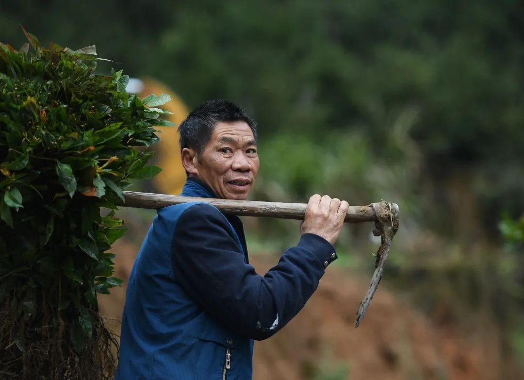 61岁的村民钟桂才扛着锄头,带着树苗,上山参与植树.