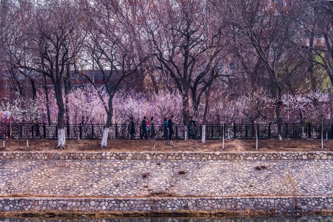 桃花堤,南依北运河,东至北洋桥,西至千里堤