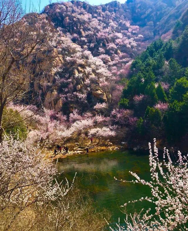 天津,万人空巷看桃花!