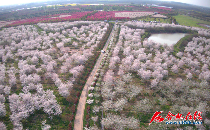 蜀山区小庙镇入选安徽省森林城镇--成片造林(祥源幸福农场)