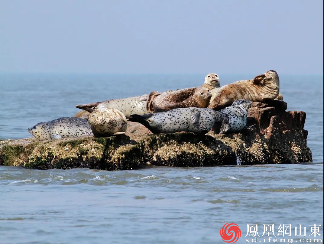 长岛:天气回暖 斑海豹现身渤海湾