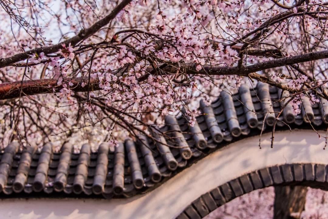 天津,万人空巷看桃花!
