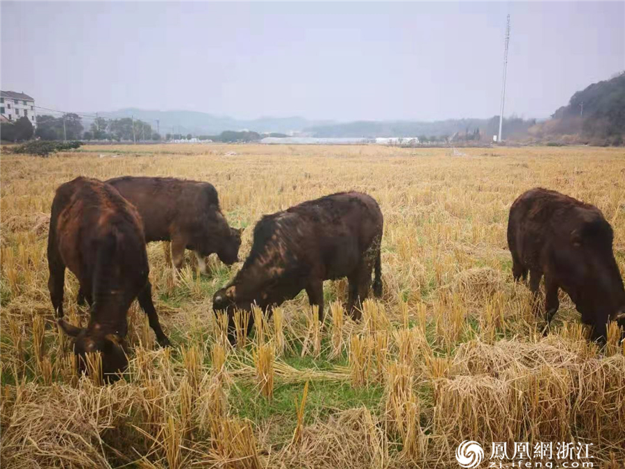 武义泉溪镇冬田牛景.陈加斌摄