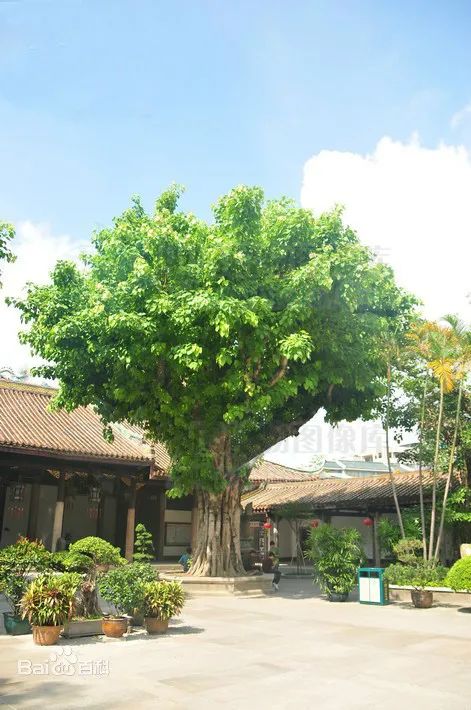 27.菩提树