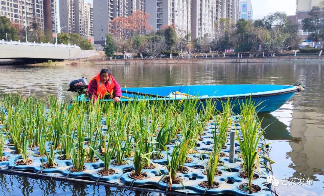 清淤疏浚"活水 栽花种草"净水!吉安生态良方护后河一泓清水