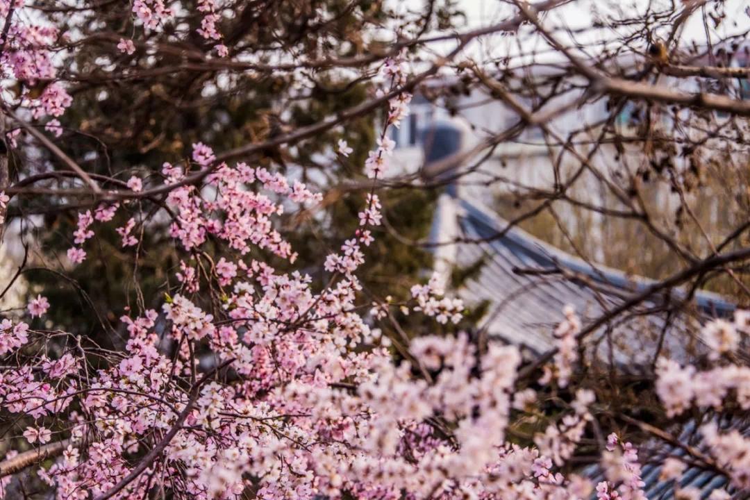 天津,万人空巷看桃花!