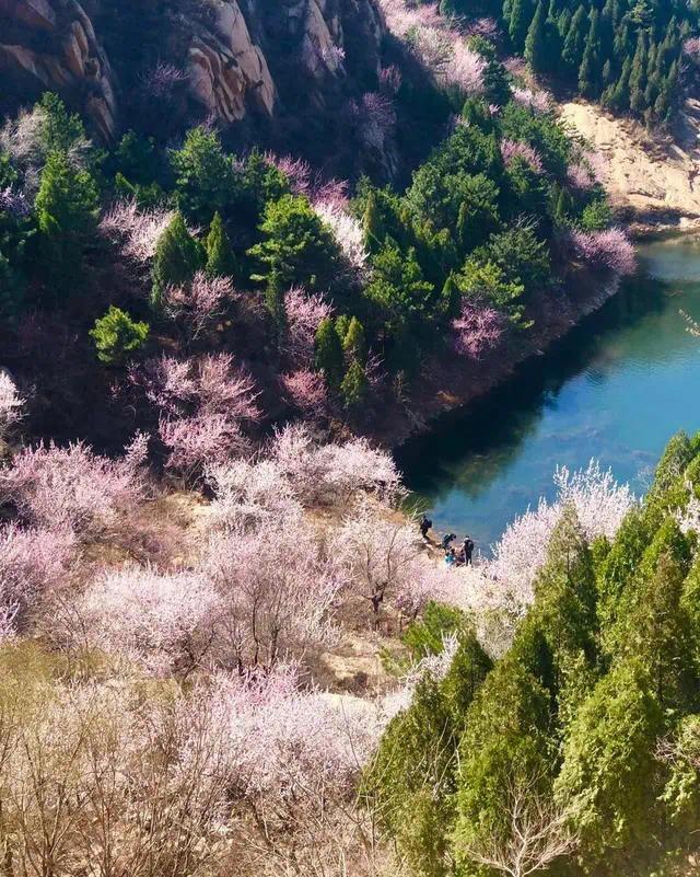 天津,万人空巷看桃花!