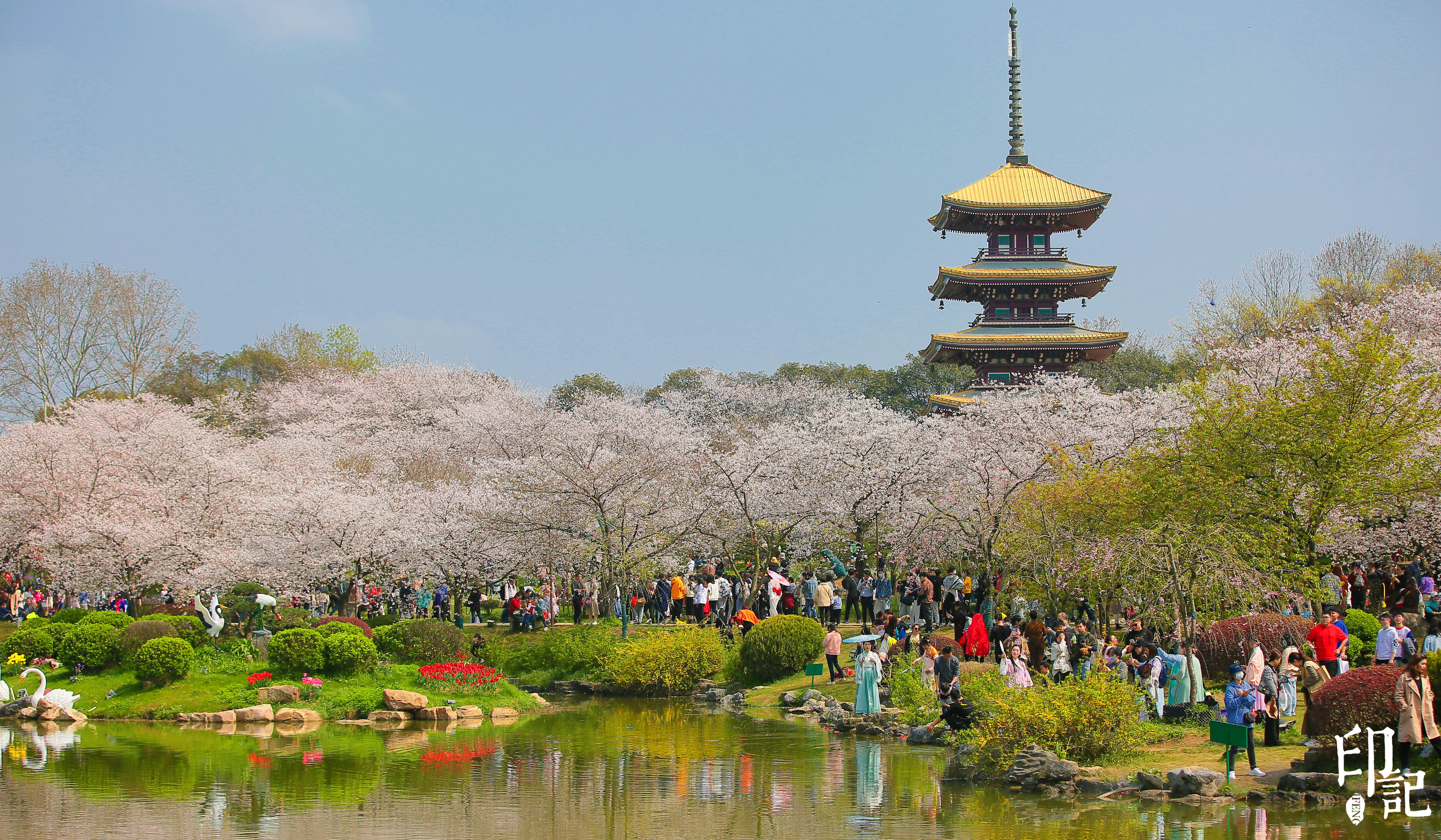 樱花如期绽放 共赴春天之约 武汉东湖樱花园佳景与美诗带你神游仙境