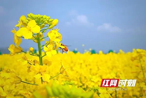 2021湖南油菜花节常德鼎城分会场开幕 6万亩"黄金海洋