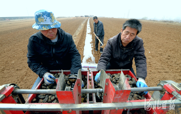 2020年3月15日,河北省临城县临城镇北台村的农民在播种马铃薯.