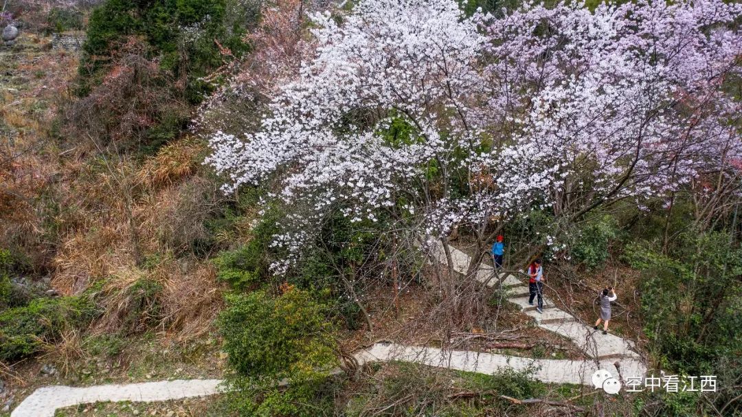 武宁太平山万亩樱花盛开 山花正灿烂