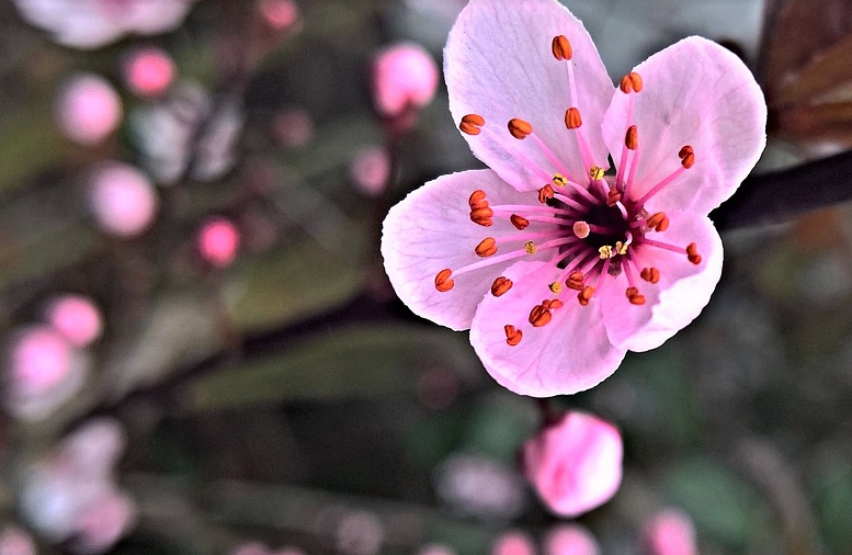 梅花特点:花瓣圆润,没有叶子和花托,梅花直接生长在树枝上,香气浓郁.