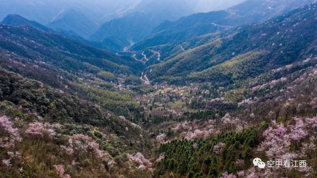 武宁太平山万亩樱花盛开 山花正灿烂