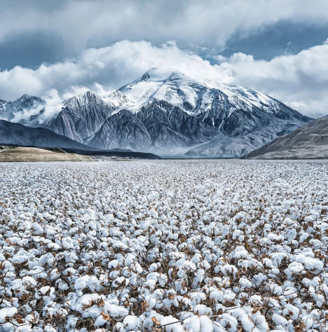 「中国平安股票」为什么是新疆的棉花?
