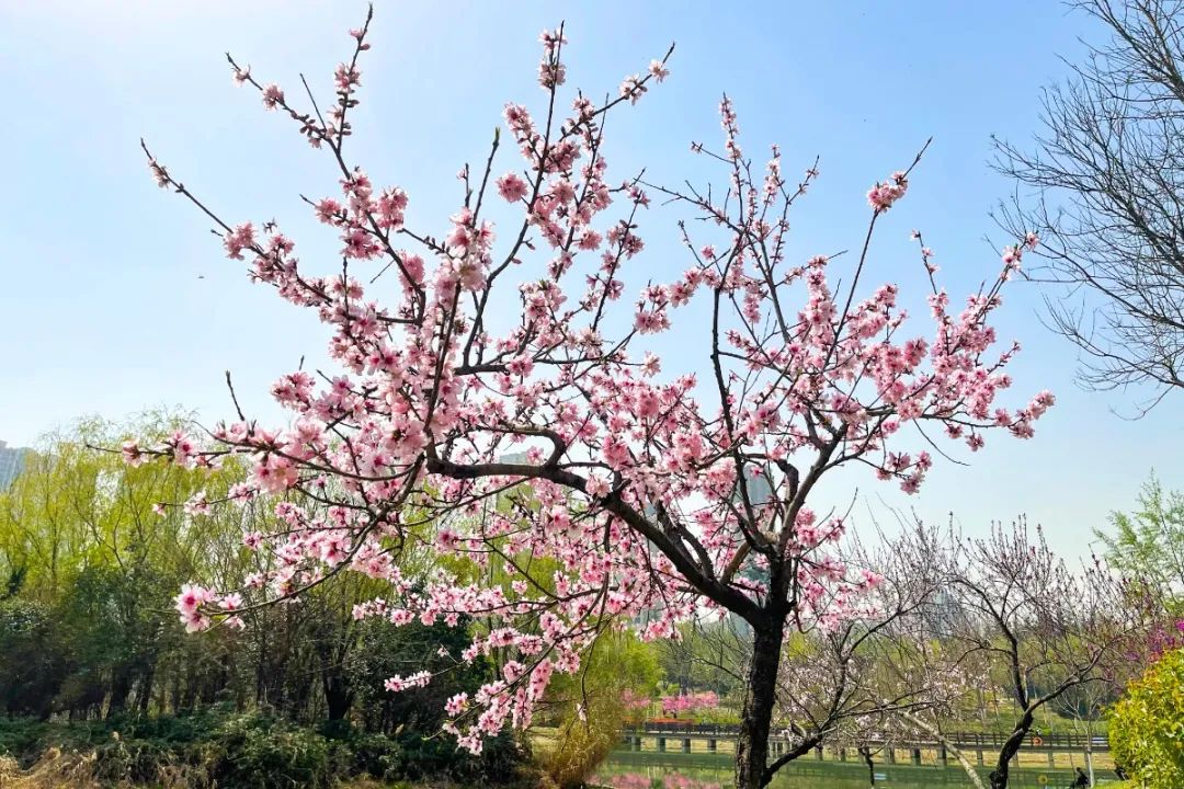 春日漫游桃花潭 不负好春光