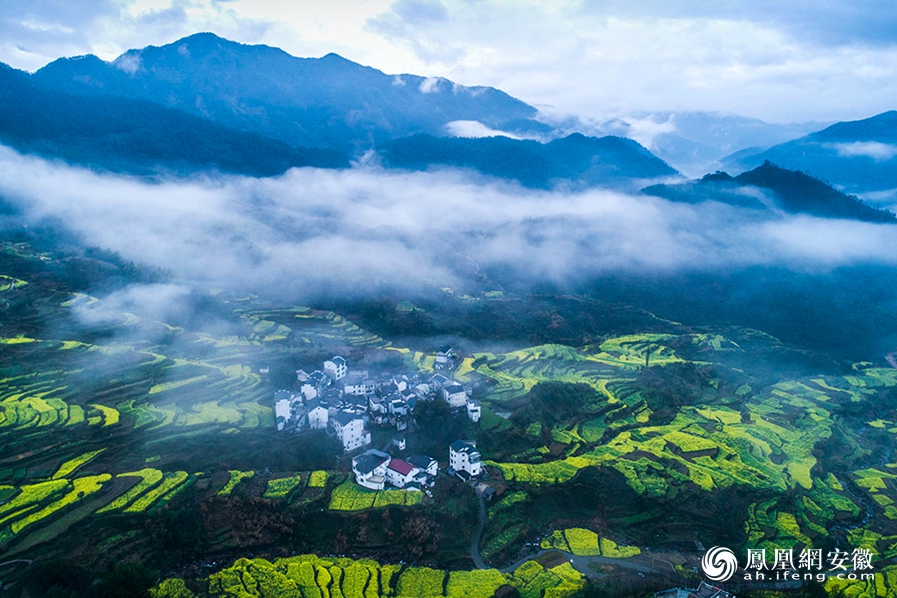 歙县:高山梯田油菜花开