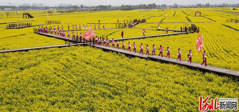 河北衡水市安平县杨屯村万亩油菜花田花期正盛,遍野怒放.