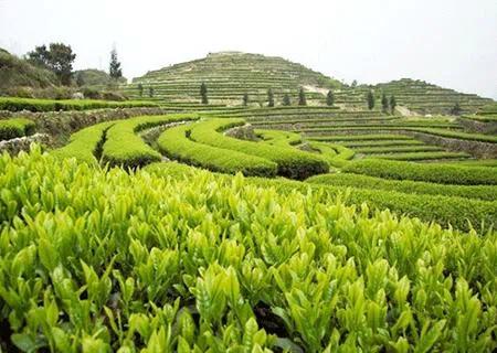 八百里衡山的春天 从手里的一杯绿茶开始 地理位置→岳云知青茶园