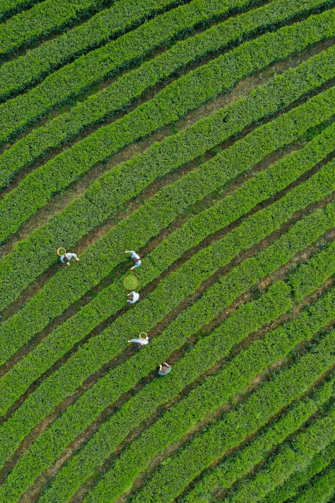 中国春茶地图
