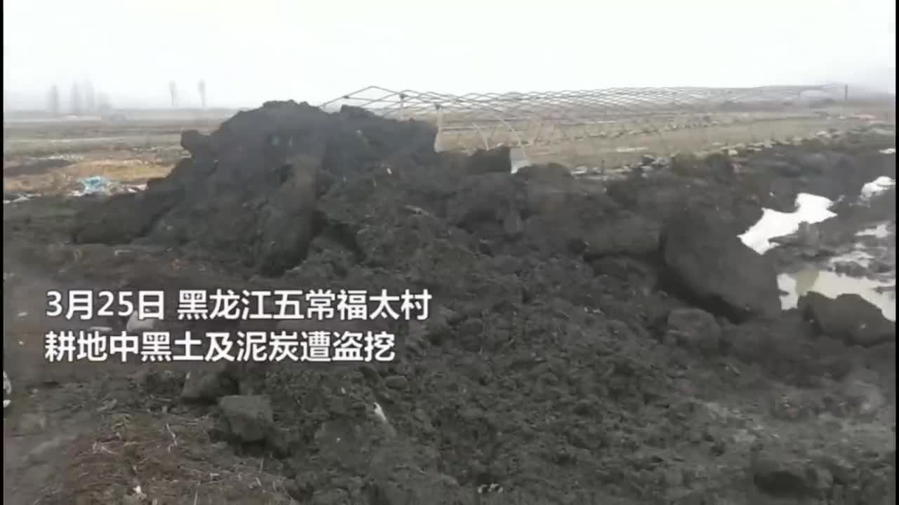 东北五常黑土遭承包者盗挖,当地紧急回填