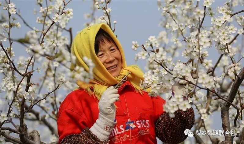 2021浪漫梨花节:最美人间四月天,我在莱阳等你!
