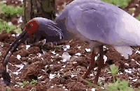 网友拍下朱鹮吃娃娃鱼罕见场景:先水中涮了涮 然后一口吞掉