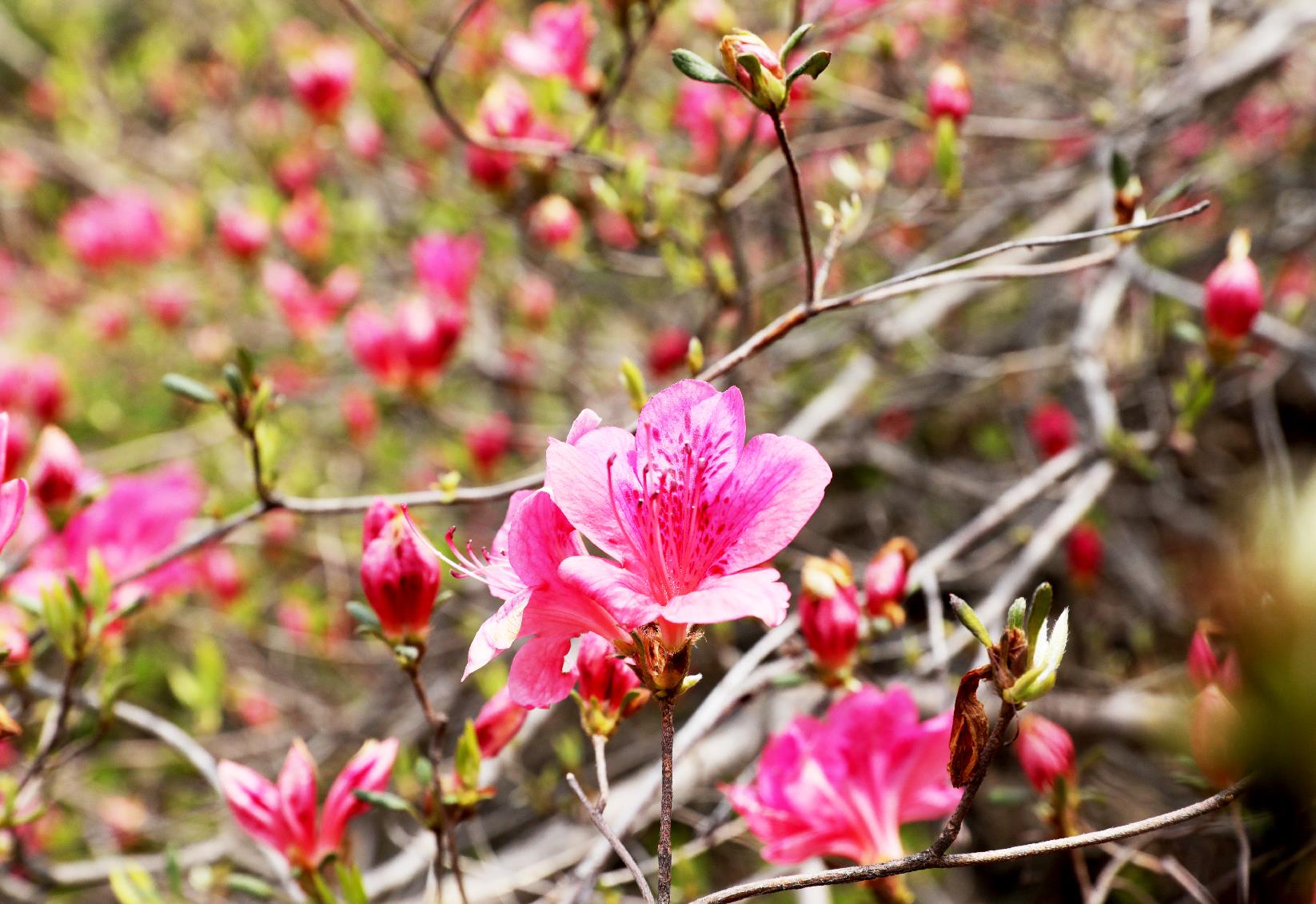 河南鲁山:第二届杜鹃花节将于4月17日锦绣绽放