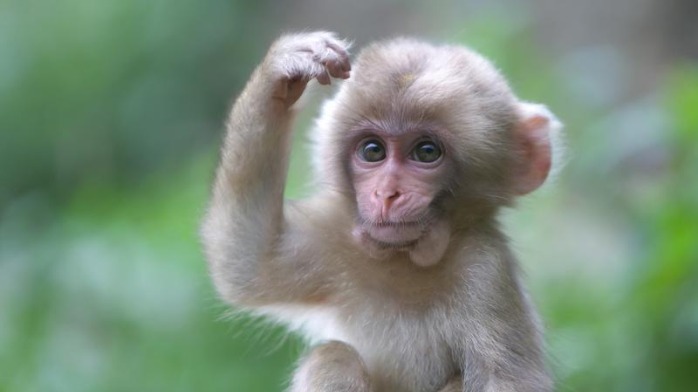 出品丨虎嗅科技组作者丨华北佛楼蜜题图丨ic photo人和猴子的融合胚胎