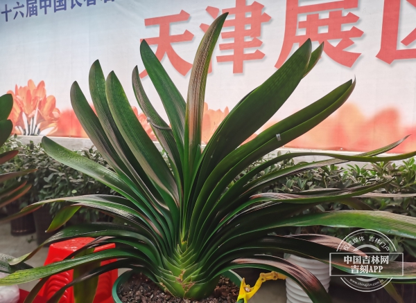 第十六届中国长春君子兰节启幕 将评选十大花魁