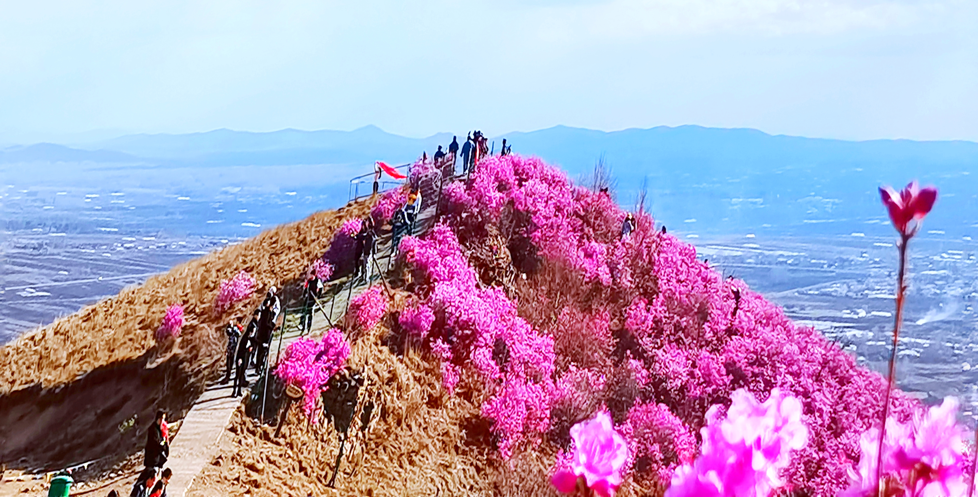 桃山杜鹃美如画满山云飞漫天霞