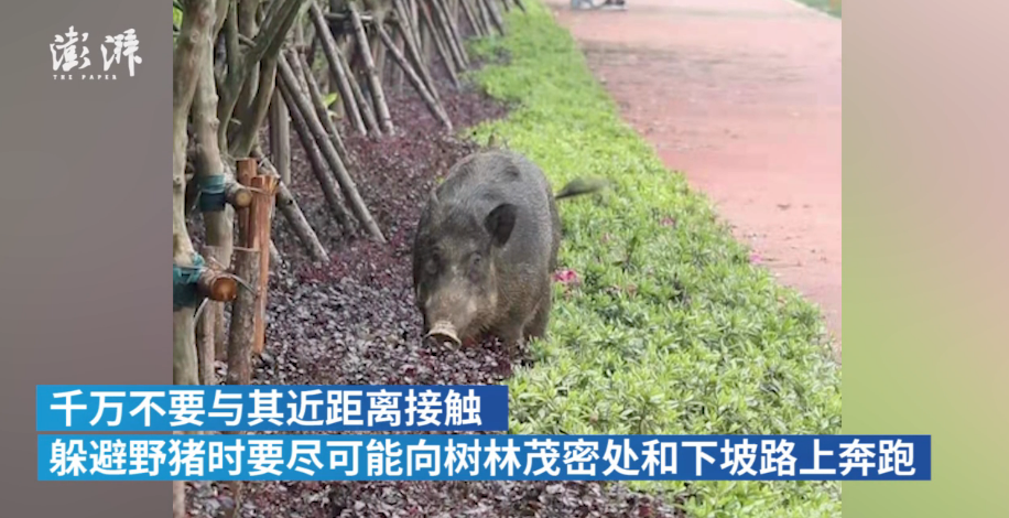 湖北一大学校园再现野猪这次是妈妈带一群猪崽奔跑