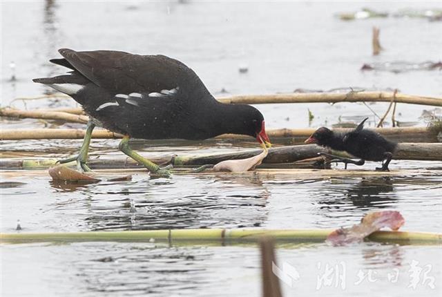 萌萌哒黑水鸡幼崽戏水东湖