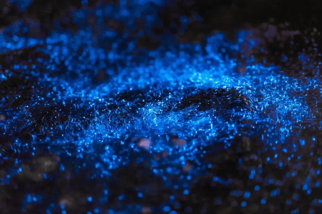 火爆全网的季节限定美景"蓝眼泪",美成了荧光蓝的星河